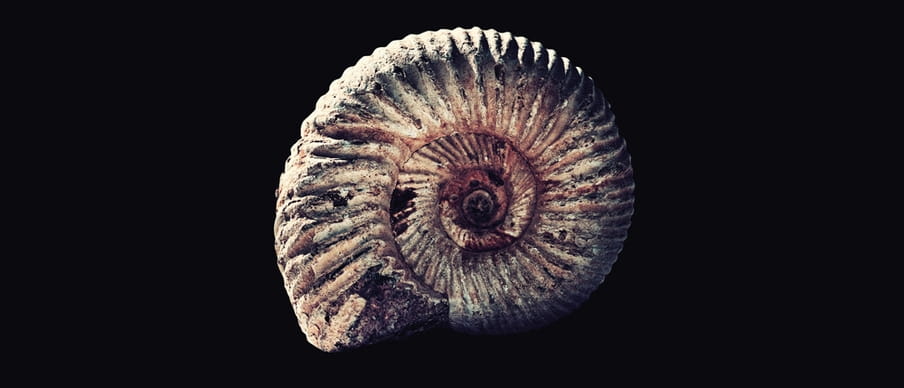 Fossiel van een ammoniet. Foto: Sean Gladwell / Getty