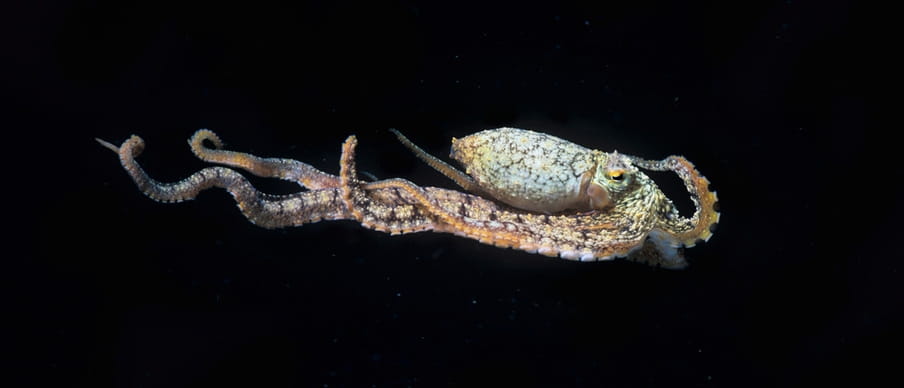 Inktvissen zijn naast kameleons ook briljante acteurs. De ‘mimic’-octopus doet zeeslangen, platvissen, koraalduivels, kwallen en anemonen na. Foto: Jeffrey Rotman / Getty