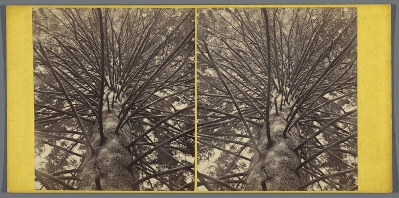 Stereofoto. Zilverspar in Dunkeld, George Washington Wilson, ca. 1858 - ca. 1872. Bron: Rijksmuseum.
