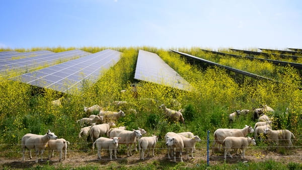 Foto van een veld met koolzaad en zonnepanelen. Koolzaad staat vol in bloei met gele bloemen. Tussen de zonnepanelen grazen schapen.