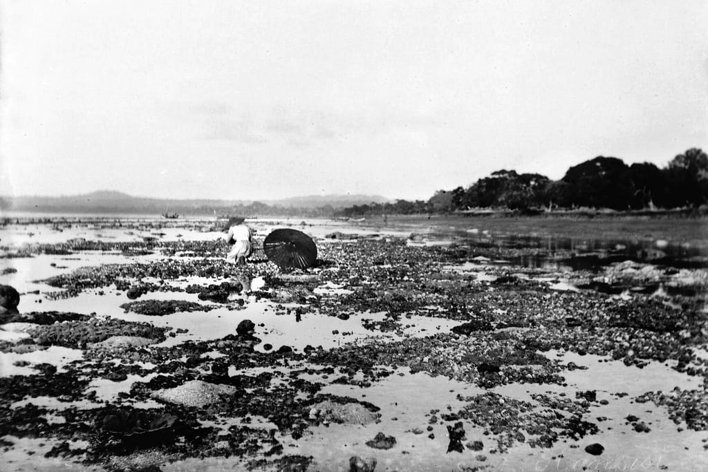 Vergeten Amsterdamse algenkoningin wordt eindelijk gevierd: ‘Algen zijn nu eenmaal geen vrouwenkiesrecht’