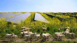 Foto van een veld met koolzaad en zonnepanelen. Koolzaad staat vol in bloei met gele bloemen. Tussen de zonnepanelen grazen schapen.
