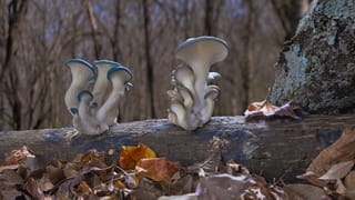 Filmstill uit de film Fantastic Fungi