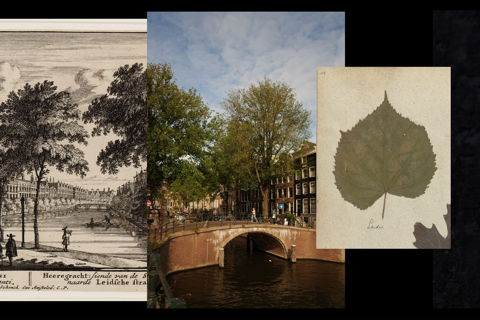 Het wonderlijke gedoe van een boom in de stad