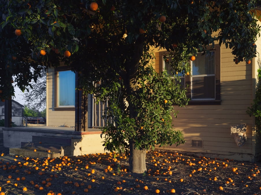 Sinaasappels, Californië 2011. Foto: Lucas Foglia