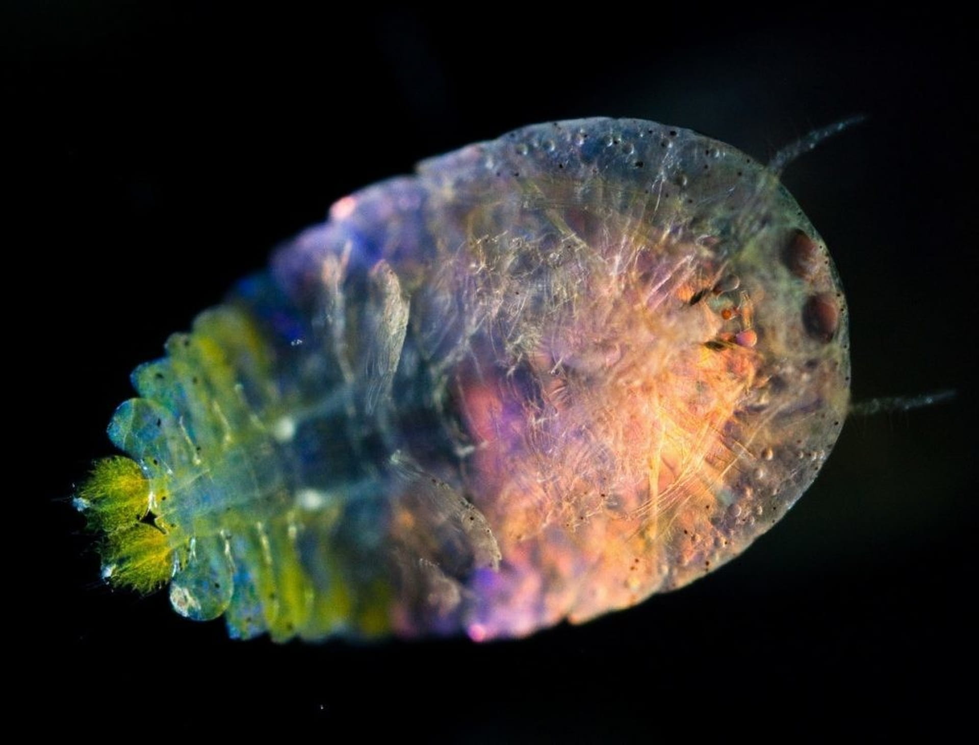 Фитопланктон в океане. Моллюски планктон. Океанический планктон. Макропланктон.