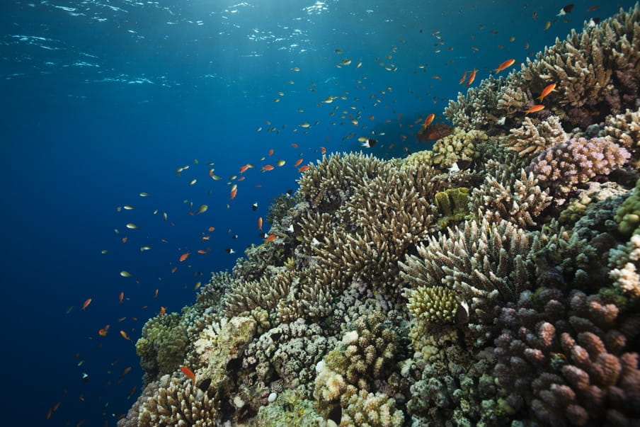 Koraalrif in de Rode Zee. Foto: Getty Images