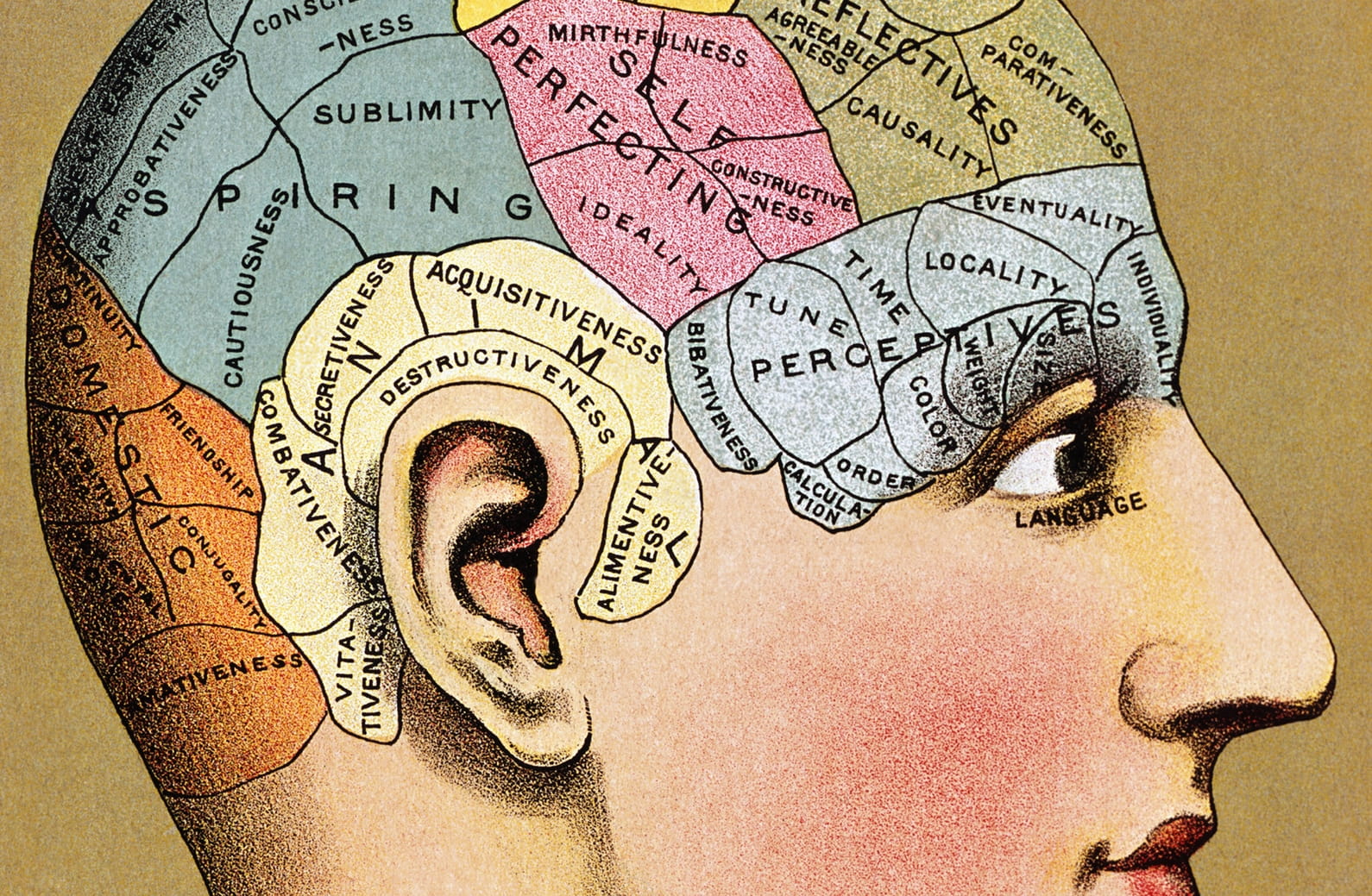 Waarom we graag geloven dat we maar tien procent van ons brein