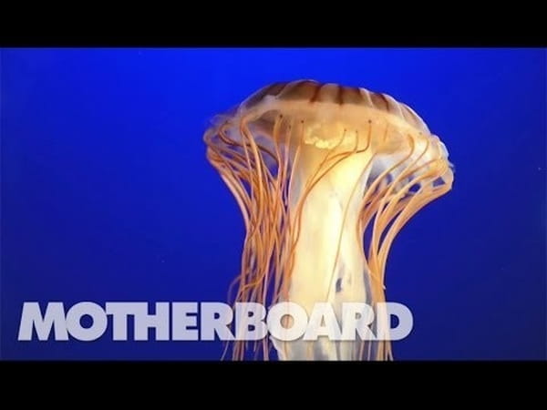 Hoe de onsterfelijke kwal mythische proporties aannam - De Correspondent